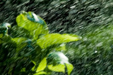 Görüntü'nün odak. Yaz yağmuru. gözle görülür ayrı damla damla yağıyor atmosferden nem yoğunlaşmış. Euharis Laves Eun Tae yaralar