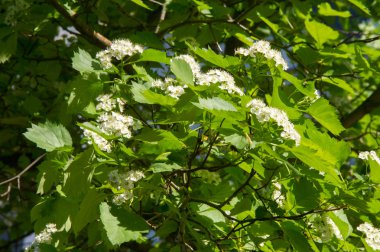 alıç çiçekler. bir dikenli çalı veya ağaç beyaz, pembe veya kırmızı çiçekleri ve küçük koyu kırmızı meyve (HAW ile gül ailesinin).