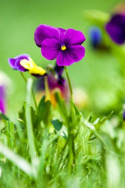 Homo çiçekler. Her iki yaz ve kış çiçekli çeşitleri ile zengin renklerde çiçekler ile popüler bir ekili Viyola.