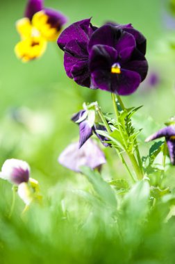 Homo çiçekler. Her iki yaz ve kış çiçekli çeşitleri ile zengin renklerde çiçekler ile popüler bir ekili Viyola.