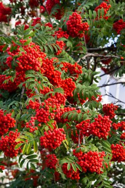 Rowan erken sonbahar, dağ kül batan güneşin Kızıl, meyve. özellikle Avrupa Sorbus aucuparia üvez.