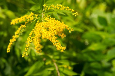 Pulmonaria veya pembe ve mavi çiçekler makro bokeh arka plan, seçici odak, sığ Dof'ile Lungwort. Ciğer otu. 