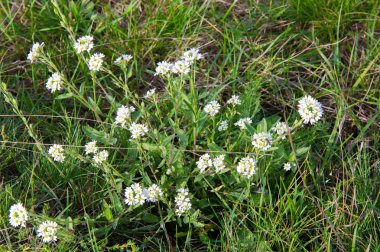 Petite kar beyaz çiçekler Lobularia maritima Alyssum maritimum, tatlı alyssum veya tatlı alison, ayrıca alyssum cinsinin Alyssum düşük büyüyen bitki ailesindeki turpgiller familyasından olduğunu.