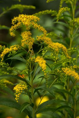 Pulmonaria veya pembe ve mavi çiçekler makro bokeh arka plan, seçici odak, sığ Dof'ile Lungwort. Ciğer otu. 