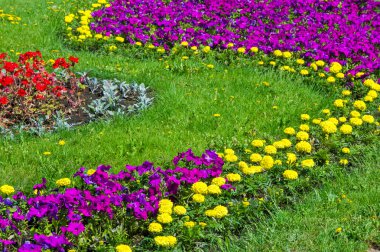 Doku arka plan. Şehir, Marigolds petunyaların çiçek yatak