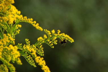 Pulmonaria veya pembe ve mavi çiçekler makro bokeh arka plan, seçici odak, sığ Dof'ile Lungwort. Ciğer otu. 