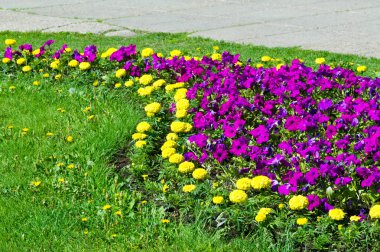 Doku arka plan. Şehir, Marigolds petunyaların çiçek yatak