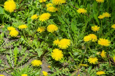 Lale. Soğanlı bir bahar-çiçekli bitki lily ailesinin Kupası şeklindeki cesaretle renkli çiçekli. Çiçek Lale arka plan. Harika bir manzara Lale güneş ışığı manzara baharın ortasında altında.