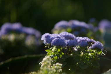 Ageratum littorale, (billygoat-ot, piliç ot, goatweed, whiteweed) bir bitki türü yerel Florida, ortak adı Cape Sable Everglades Ulusal Parkı içinde atıfta olduğunu.