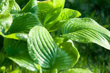 Yaz yağmuru. gözle görülür ayrı damla damla yağıyor atmosferden nem yoğunlaşmış. Euharis Laves Eun Tae yaralar