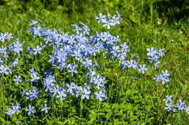 Viola odorata. Mor (ve sarı, beyaz) otsu bitkilerle çiçekleri. Tien Shan fotoğraf