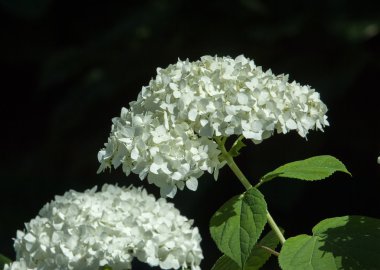 Dekoratif bush kartopu veya Buldonezh. Kartopu beyaz çiçekli