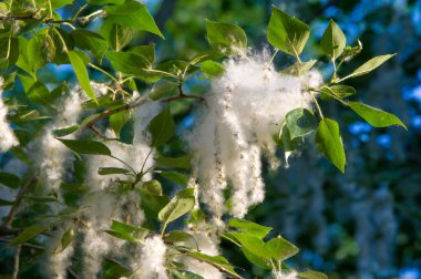 Kavak kabartmak. Kavak kabartmak değil sorumlu alerji, kavak kabartmak ile yaz başlar. Sihirli kavak kabartmak. Gizemli kavak kabartmak