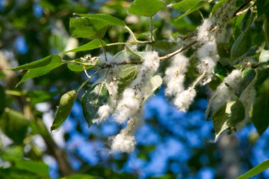 Kavak kabartmak. Kavak kabartmak değil sorumlu alerji, kavak kabartmak ile yaz başlar. Sihirli kavak kabartmak. Gizemli kavak kabartmak