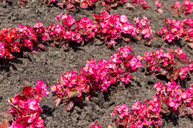 Yasemin çiçekleri. bir eski dünya çalı veya kokulu çiçekler Parfümeri veya çay kullanılan ayılar tırmanma bitki. Bir süs popüler.