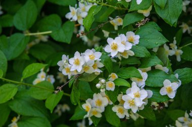 Yasemin çiçekleri. bir eski dünya çalı veya kokulu çiçekler Parfümeri veya çay kullanılan ayılar tırmanma bitki. Bir süs popüler.