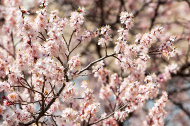Doku, arka plan, arka plan, çiçek açması meyve ağaçları, kayısı ağacı çiçekleri.