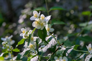 Yasemin çiçekleri. bir eski dünya çalı veya kokulu çiçekler Parfümeri veya çay kullanılan ayılar tırmanma bitki. Bir süs popüler.
