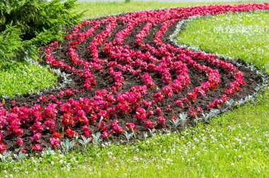 Yasemin çiçekleri. bir eski dünya çalı veya kokulu çiçekler Parfümeri veya çay kullanılan ayılar tırmanma bitki. Bir süs popüler.