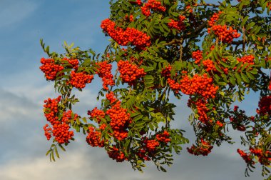 Rowan. Mountain ash, özellikle Avrupa Sorbus ausupariy üvez meyveleri