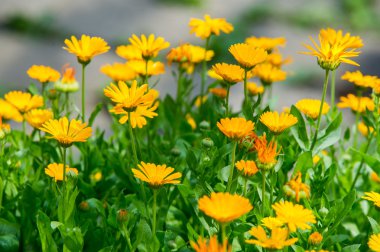Calendula veya kadife çiçeği (Calendula),-harika turuncu 