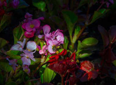 Begonia çiçek. sıcak iklimlerde, parlak otsu bir bitki