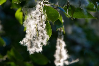 Kavak kabartmak. Kavak kabartmak için alerji, yaz st suçlu değil