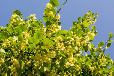 Ihlamur çiçek. Yumuşak odak. Haziran günü çiçek açması linden şube