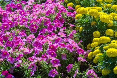 Doku arka plan. Şehir, Marigolds petunyaların çiçek yatak