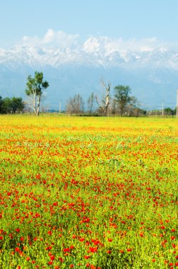 Haşhaş çiçekleri. Sütlü sap gösterişli çiçekli otsu bir bitki,