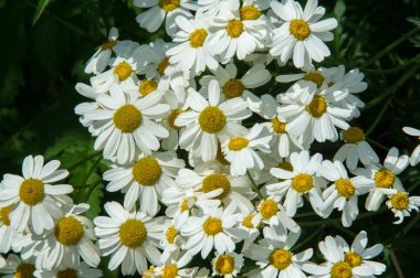 Chamomile or camomile flowers. Herbaceous plants with buds, have to-ryh petals are usually white, and the middle yellow. The drug infusion or powder from the flowers of this plant. clipart