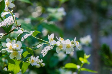 Yasemin çiçekleri. bir eski dünya çalı veya ayılar tırmanma bitki