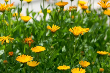 Calendula veya kadife çiçeği (Calendula),-harika turuncu 