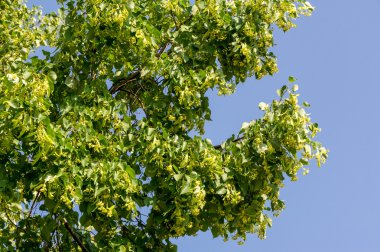 Ihlamur çiçek. Yumuşak odak. Haziran günü çiçek açması linden şube