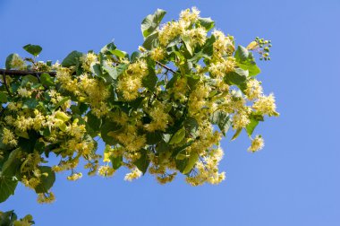 Ihlamur çiçek. Yumuşak odak. Haziran günü çiçek açması linden şube