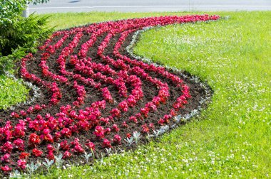 Yasemin çiçekleri. bir eski dünya çalı veya ayılar tırmanma bitki