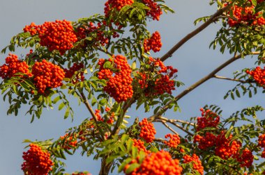 Rowan. Mountain ash, bir dağ kül particula çilek