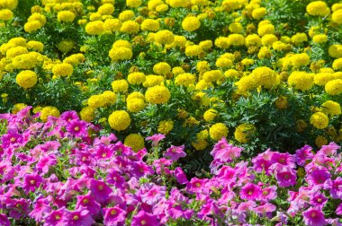 Doku arka plan. Şehir, Marigolds petunyaların çiçek yatak