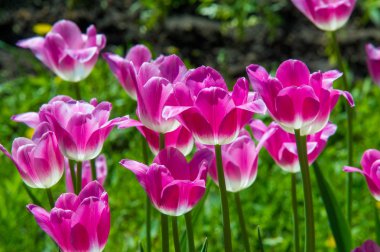 Lale. lily ailesinin, zekâ soğanlı bir bahar-çiçekli bitki