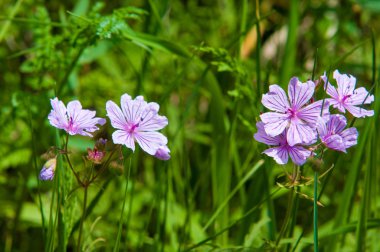 Viola odorata. Mor (ve sarı, beyaz) otsu bitkilerle çiçekleri. Tien Shan fotoğraf