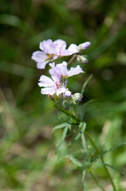 Viola odorata. Mor (ve sarı, beyaz) otsu bitkilerle çiçekleri. Tien Shan fotoğraf
