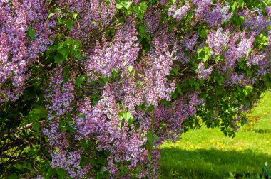 Doku, desen, arka plan. Eflatun çiçekler. bir soluk pembemsi-menekşe rengi. Mor ya da beyaz güzel kokulu çiçekler ile büyük bahçe Funda.