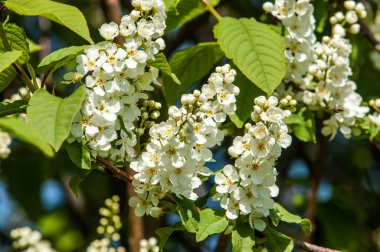 Kuş kiraz, parlak arkadan aydınlatmalı gökyüzü karşı dalı closeup. kuş kiraz çiçekleri