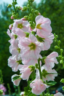 Ebegümeci çiçekler. kıllı kaynaklanıyor, pembe ya da mor çiçekler ve disk şeklinde meyve otsu bir bitki. Birkaç tür süsbitkileri yetiştirilen ve bazı yemeklik.