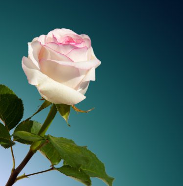 doku, desen, arka plan. Gül. Bitki ile güzel la