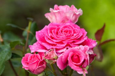 Gül. Güzel büyük güzel kokulu çiçekler ve kök, bitki genellikle spines ile kaplı.