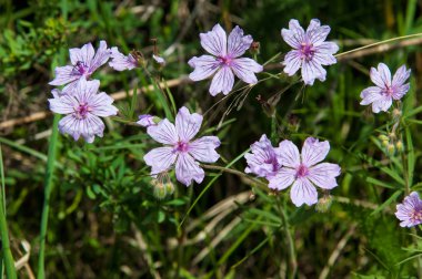 Viola odorata. Mor (ve sarı, beyaz) otsu bitkilerle çiçekleri. Tien Shan fotoğraf
