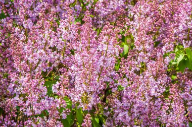 Doku, desen, arka plan. Eflatun çiçekler. bir soluk pembemsi-menekşe rengi. Mor ya da beyaz güzel kokulu çiçekler ile büyük bahçe Funda.