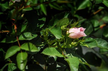 pamukçuk-bloom. çiçek açan Kırım briar closeup, yerel odak, sığ Dof