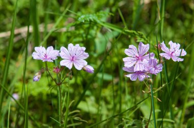 Viola odorata. Mor (ve sarı, beyaz) otsu bitkilerle çiçekleri. Tien Shan fotoğraf